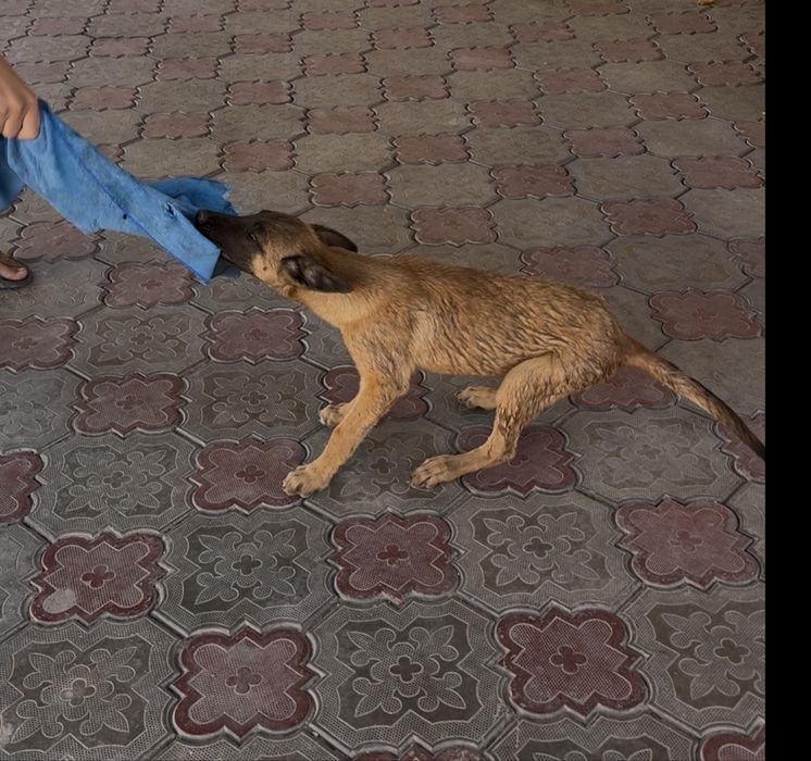 Бельгиськая овчарка
