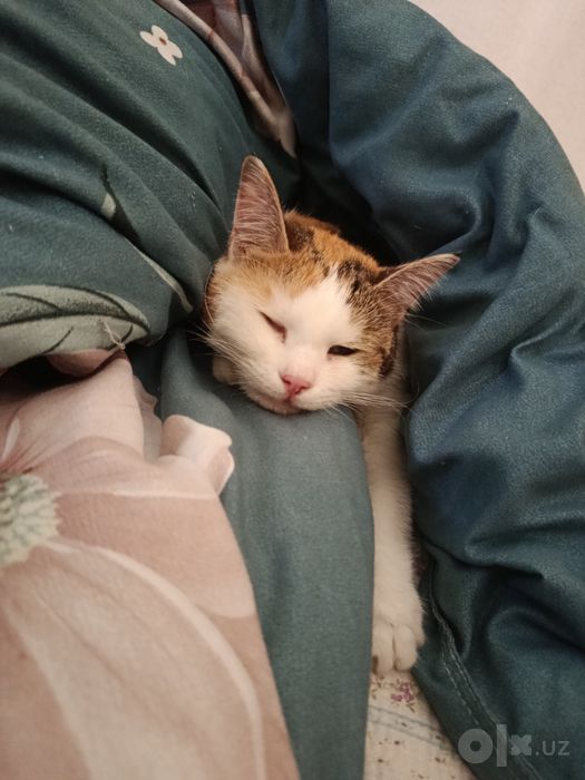 Потерялась кошка