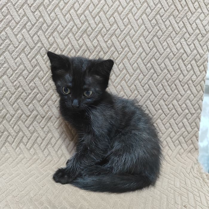 Милые котики ищут новым дом