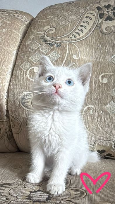 3месячные котята