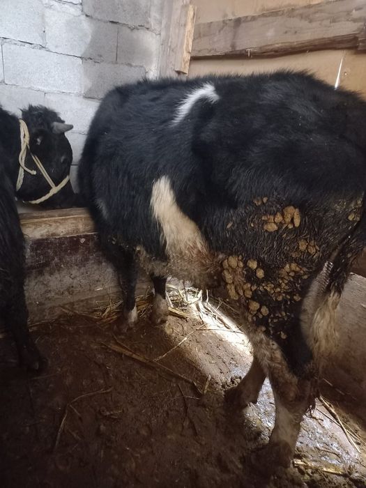 Бычки продам бычки