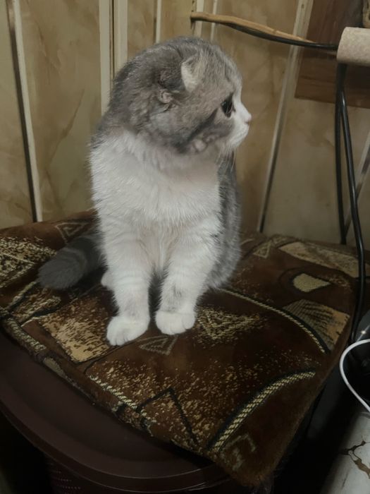 Продается Шотланский котик 9 месяцев