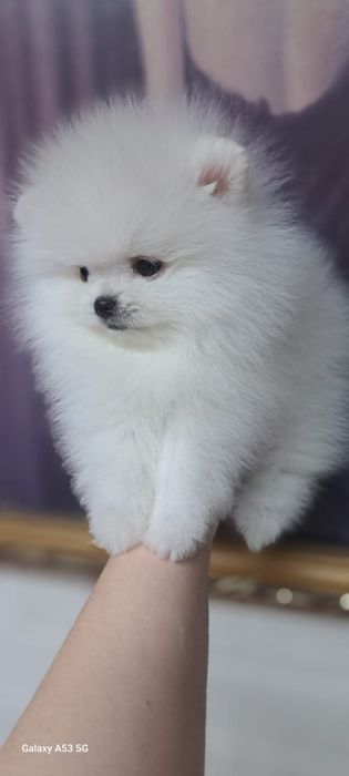 Очаровательные шпицы