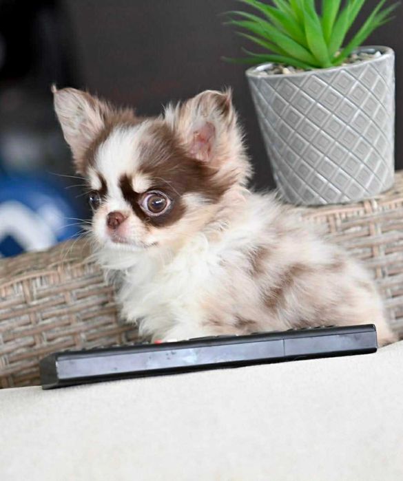 Женско дългокосместо миниатюрно чихуахуа шоколадово мерле