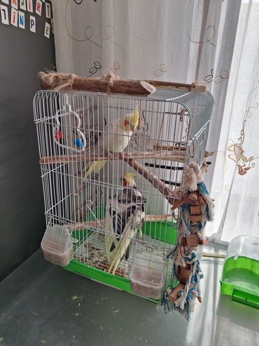 Pasari de companie