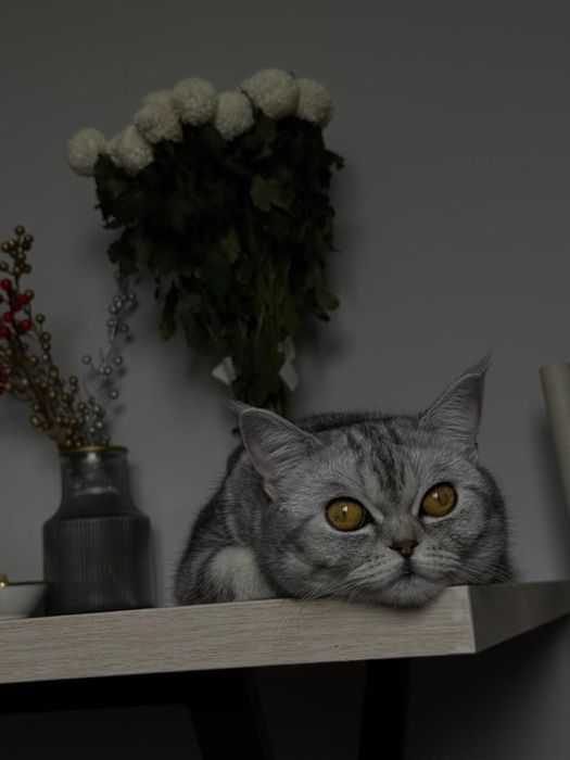 Шотландская кошка