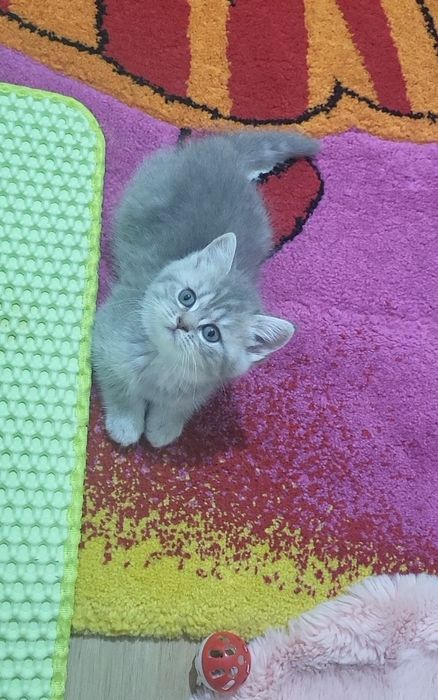 British shorthair tobby