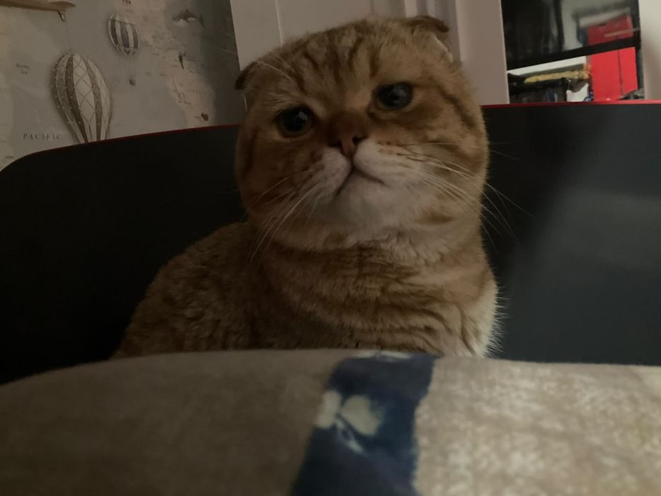 Шотландский вислоухий кот.         Вязка