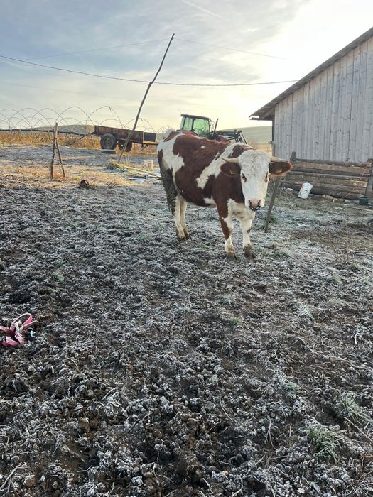 Vand juninci gestante