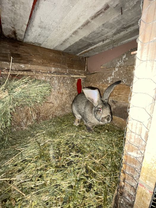 Vand    pereche iepuri uriasul german