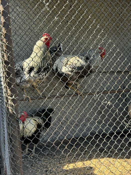 Продам домашних петухов