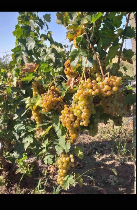 Butasi de vita de vie de anul 2 și de anul 3