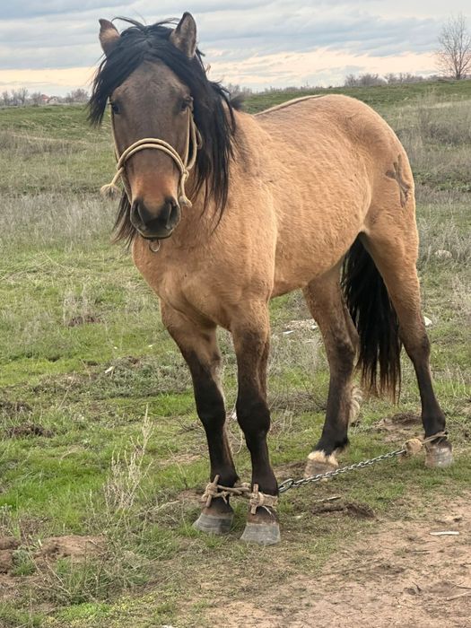 Мұғалжар жылқы сатылады