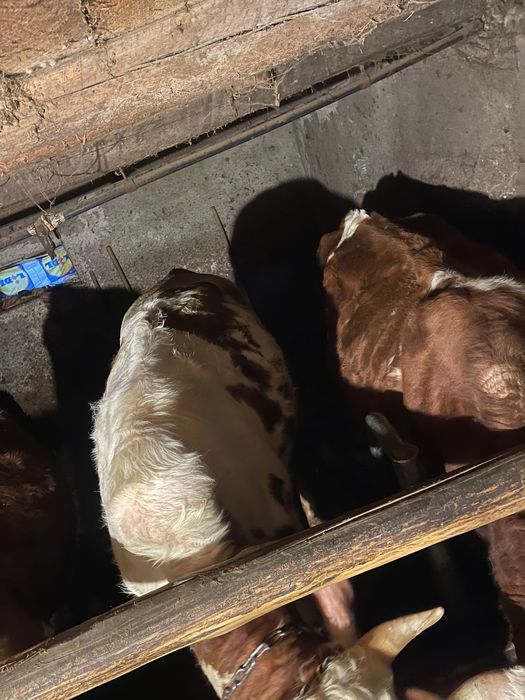 vand juninca montata …….