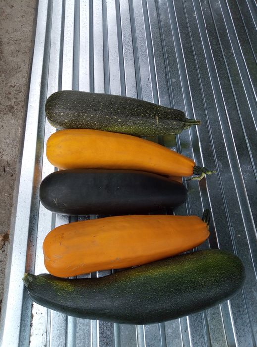 Продам кабачки домашние