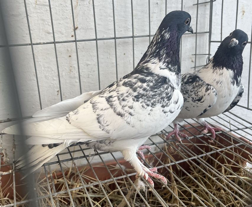 Продам молодых головастиков