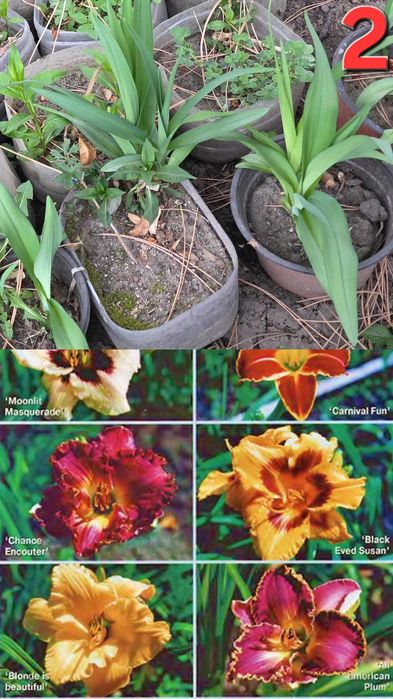 Растения для улицы