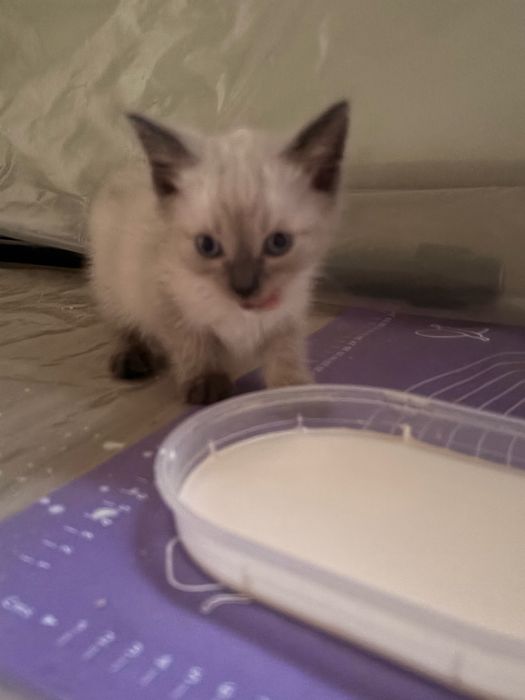 Отдам котят в добрые руки