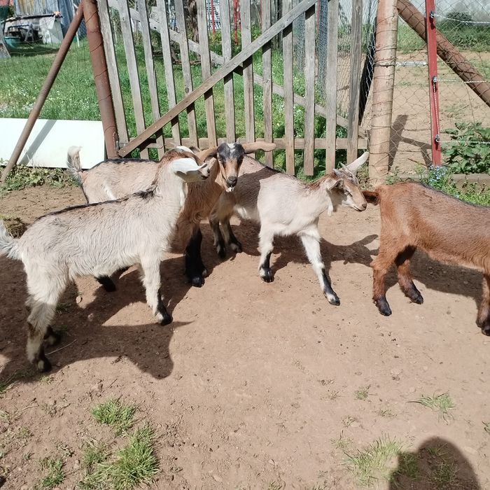Vând doua iede e