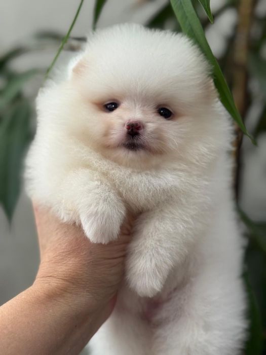 Шикарные щенки шпица