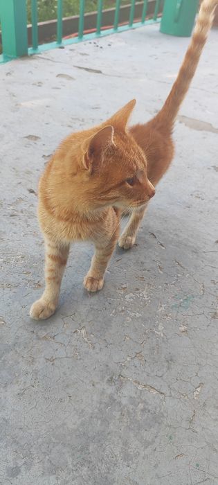 Отдам кота в добрые руки