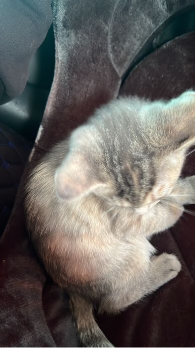 Котенок , 3 месяца