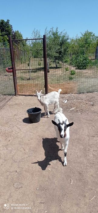 O capră și un țap