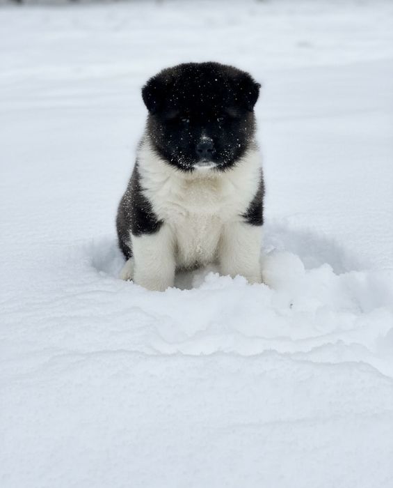 Американская Акита