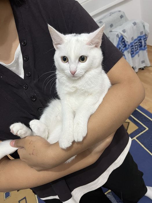Отдам котенка в добрые руки