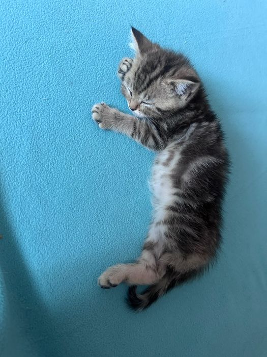 Продам шотландского котенка