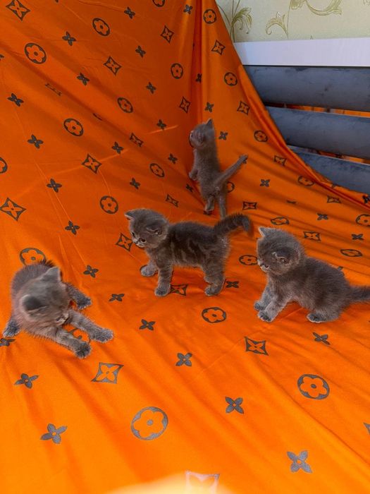 Mushuk bolasi sotiladi