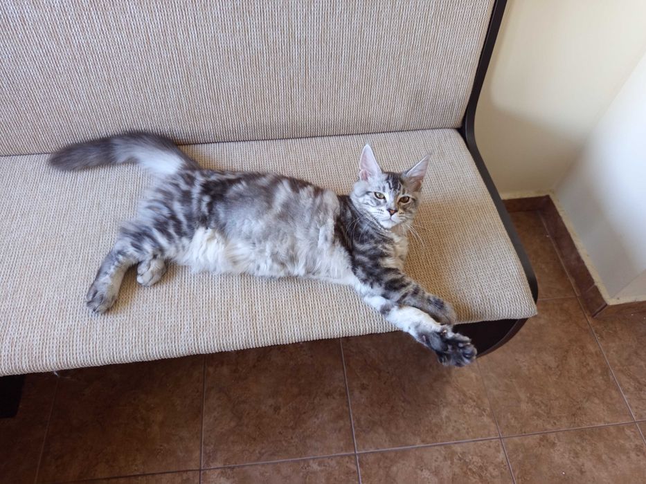 Maine Coon,малко коте
