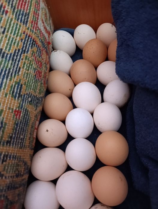 Яйцо для инкубации