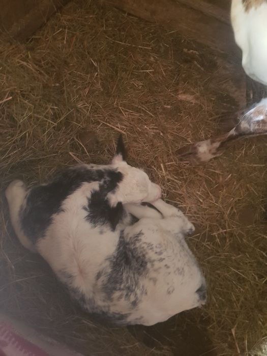 Vând 3  vaci 2 mari si una mică