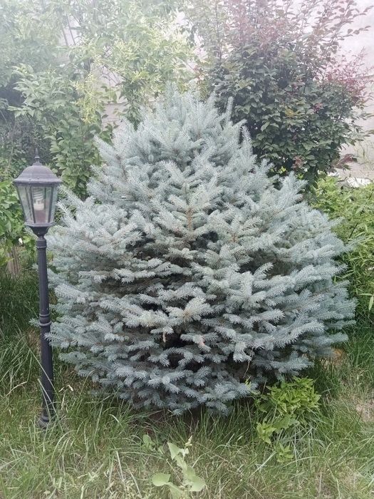 ПРОДАЮ голубой ель