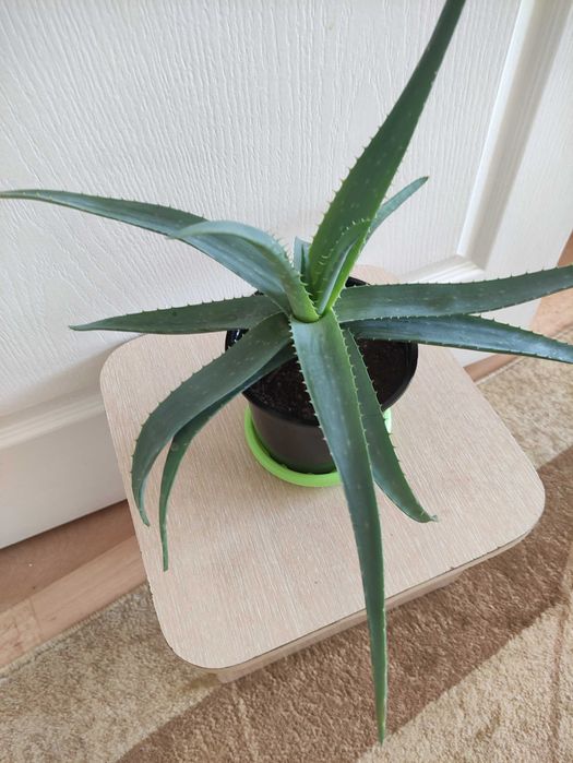 Алоэ против простуды 2000