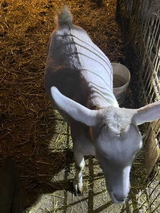 Capre de casa alba de banat