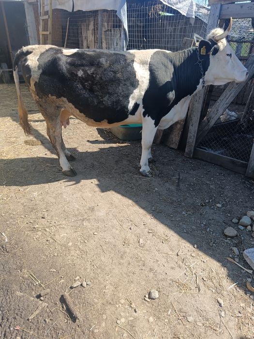 Vând vaca baltata pe negru