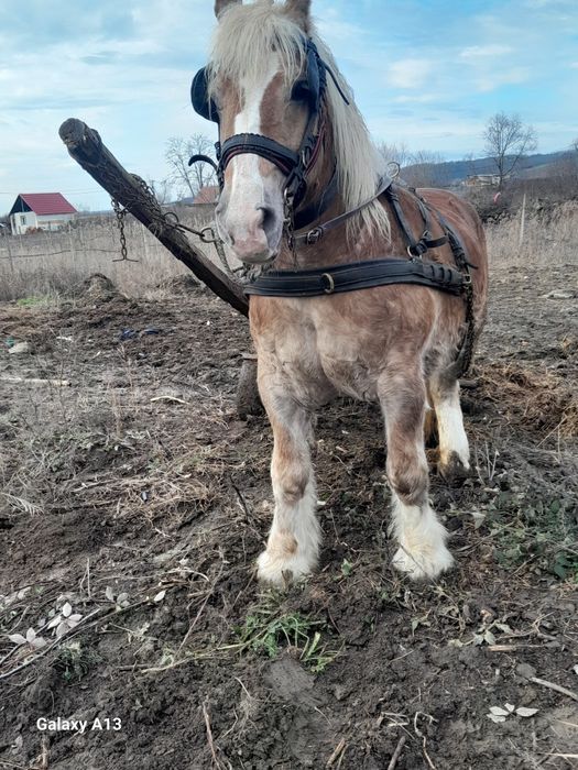 Iapa 7ani 6luni gestanta 165 înălțime