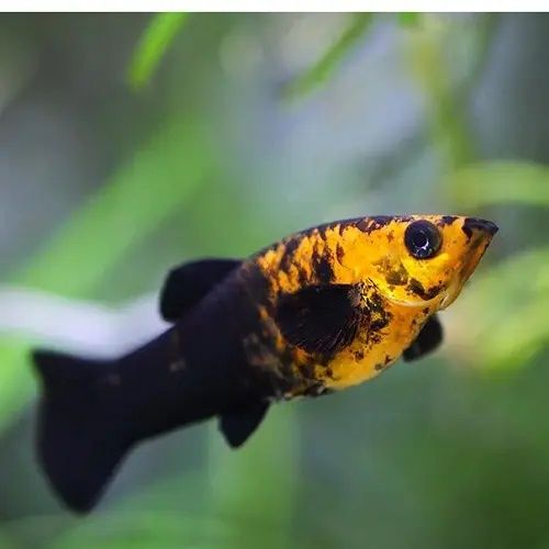 Продам рыб из своего аквариума