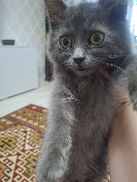 Отдам котят в добрые руки мальчика и девочку