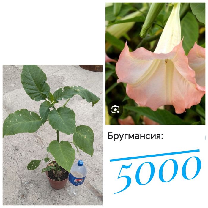Цветы   комнатные