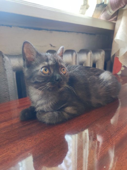 Котенок девочка 3,8 месяцев