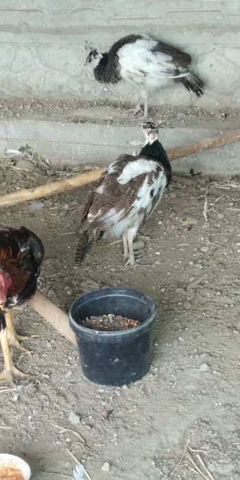 Arlikin tovus 9 oylik tani joni sogʻ