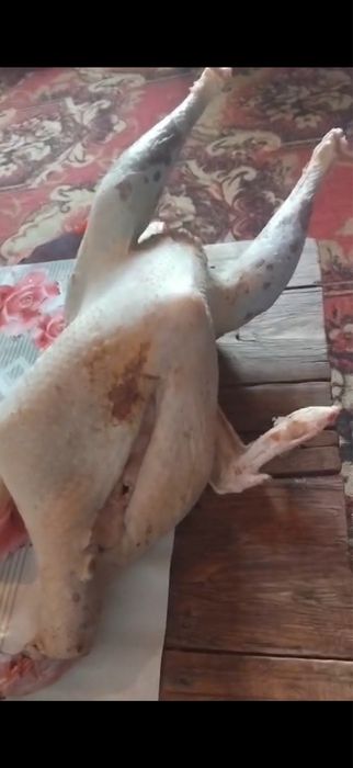 Үндік еті | үйде өскен үндіктер | жайылып өскен