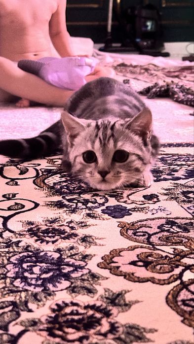 Кошка шотланскийй