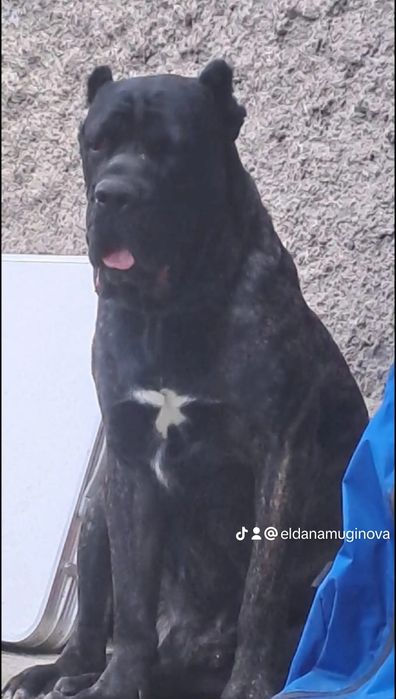 Кане-корсо Вязка