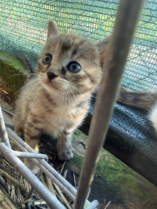 Три малки сладки котенца си търсят дом