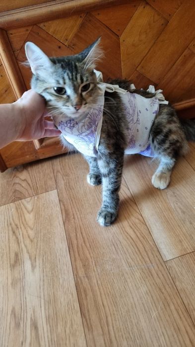 Молодая стерилизованная кошечка