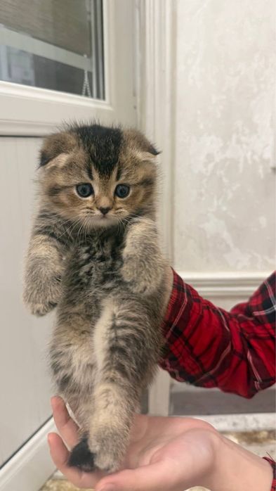 золотая шиншила